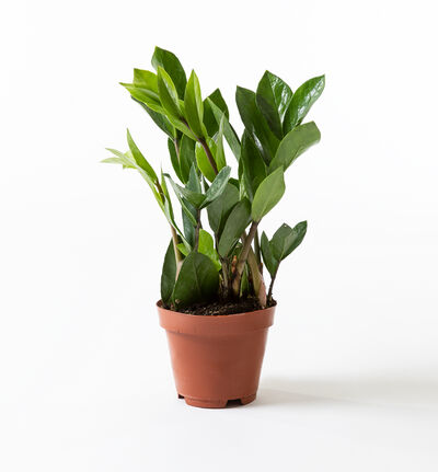 Zamioculcas 40 cm Zamioculcas 40 cm